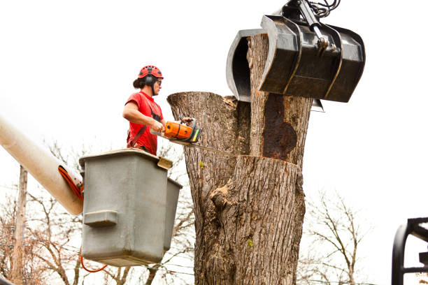 Best Arborist Consultation Services  in Ville Ptte, LA